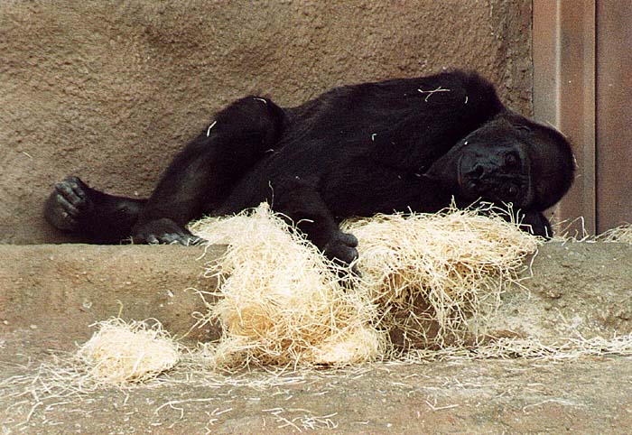Gorilí siesta